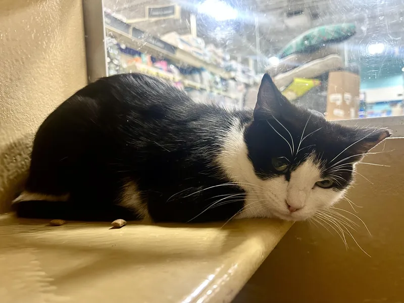 A young medium-sized female Black & White / Tuxedo Domestic Short Hair cat named Cleo for adoption in Worcester, MA