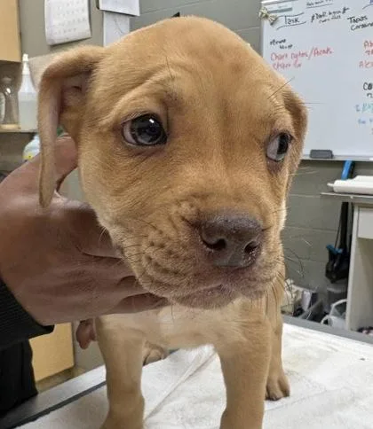 A baby large-sized female Mixed Breed dog named Kiley for adoption in Munster, IN