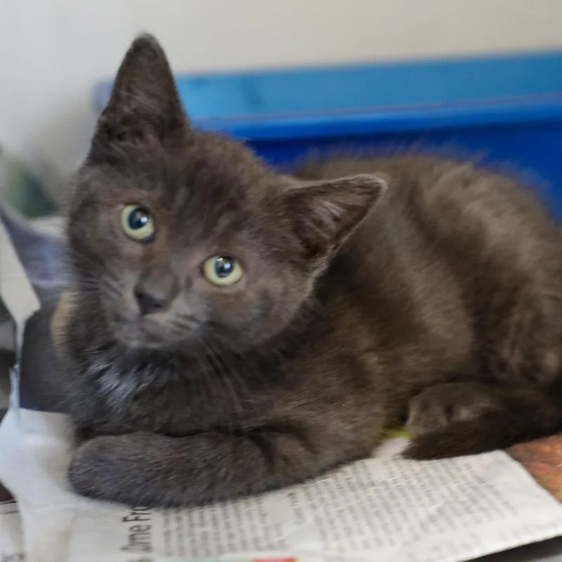 A baby small-sized male Gray / Blue / Silver Domestic Short Hair cat named Jacob for adoption in New York, NY