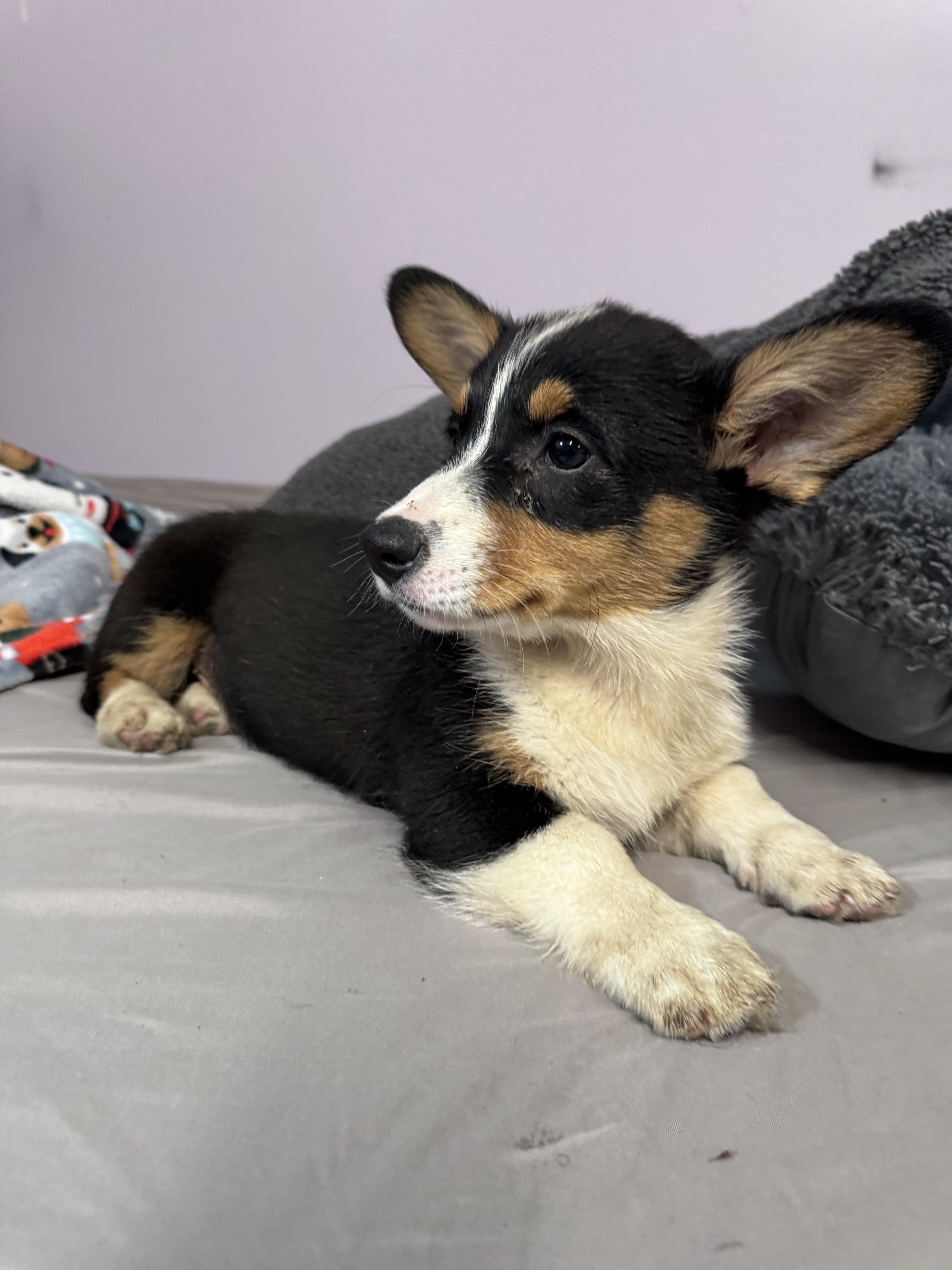 A baby small-sized male Corgi dog named Fabio for adoption in Semmes, AL