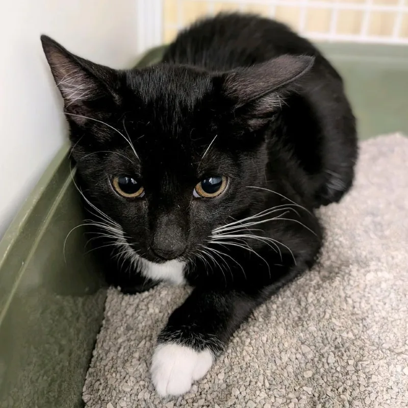 A baby small-sized female Black Domestic Short Hair cat named Sour Dough for adoption in Hamburg, NY