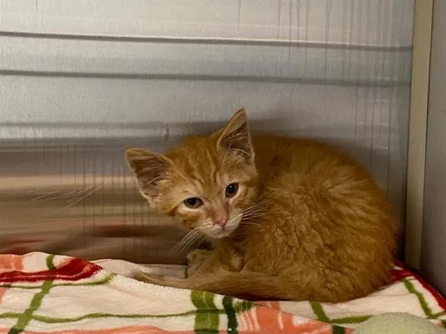 A baby small-sized male Domestic Short Hair cat named Tomer for adoption in Tustin, CA