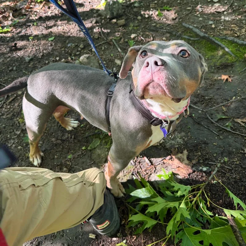 An adult medium-sized female Gray / Blue / Silver Pit Bull Terrier dog named Dahlia for adoption in Hopkinton, MA