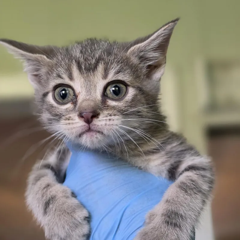 A baby small-sized female Gray / Blue / Silver Domestic Short Hair cat named Lucina for adoption in Troy, IL