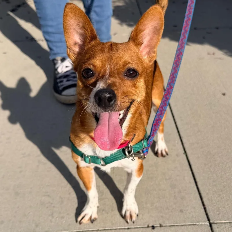 A young small-sized male Chihuahua dog named Teddy for adoption in Champaign, IL