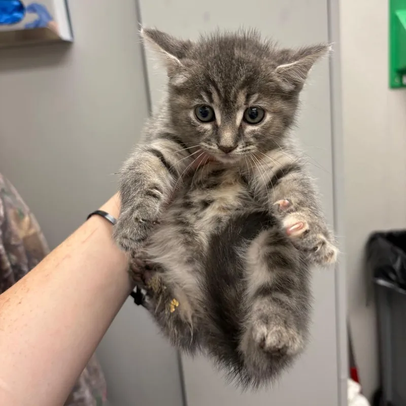 A baby small-sized female Gray / Blue / Silver Domestic Medium Hair cat named Sugar Cookie for adoption in Columbiana, AL