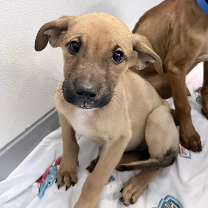 A baby medium-sized female Yellow / Tan / Blond / Fawn Mixed Breed dog named Bethany for adoption in Auburn, AL