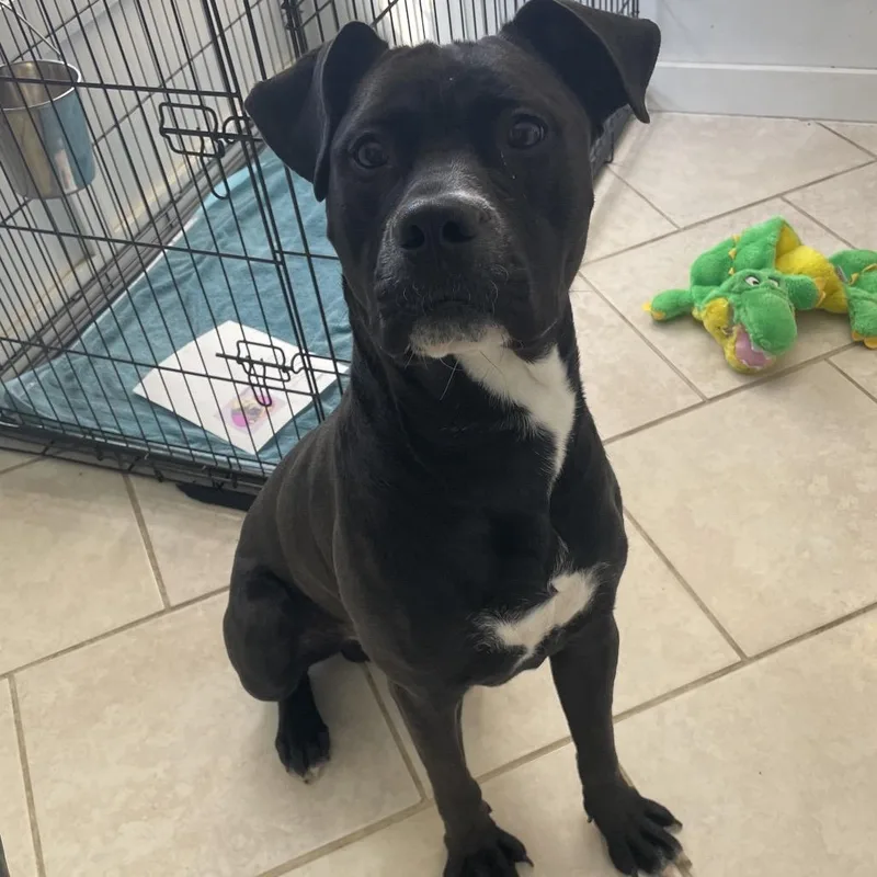 An adult large-sized male Black Pit Bull Terrier dog named Fig for adoption in Concord, NH