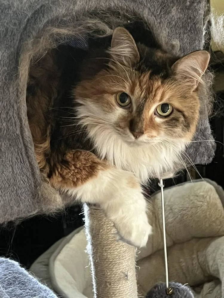 Daisy Mae thumbnail 4