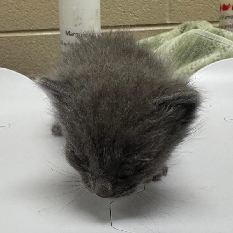 A baby small-sized female Gray / Blue / Silver Domestic Short Hair cat named Brooke for adoption in Winston Salem, NC