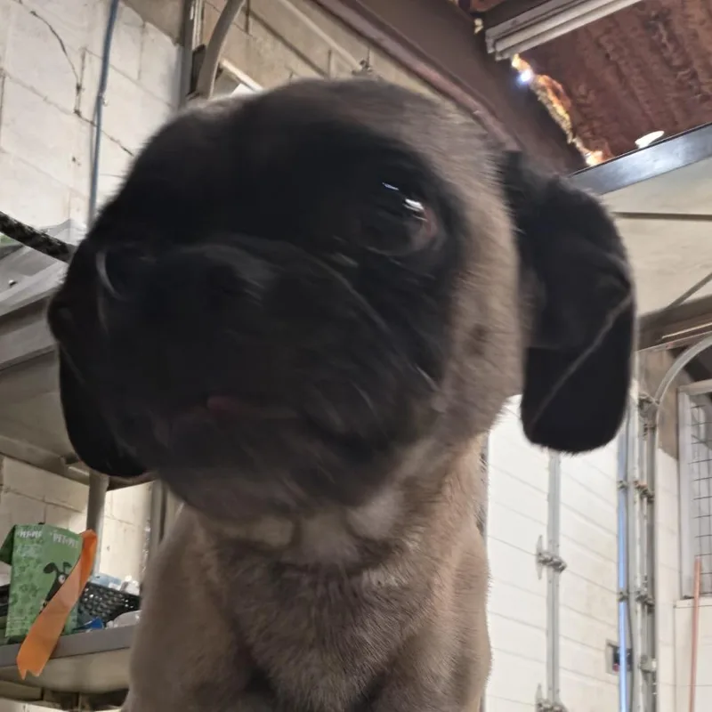 An adult small-sized male Brown / Chocolate Mixed Breed dog named Rufus for adoption in Leander, TX
