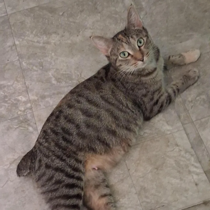 A young medium-sized female Brown / Chocolate Domestic Short Hair cat named Nadia for adoption in La Grange, KY