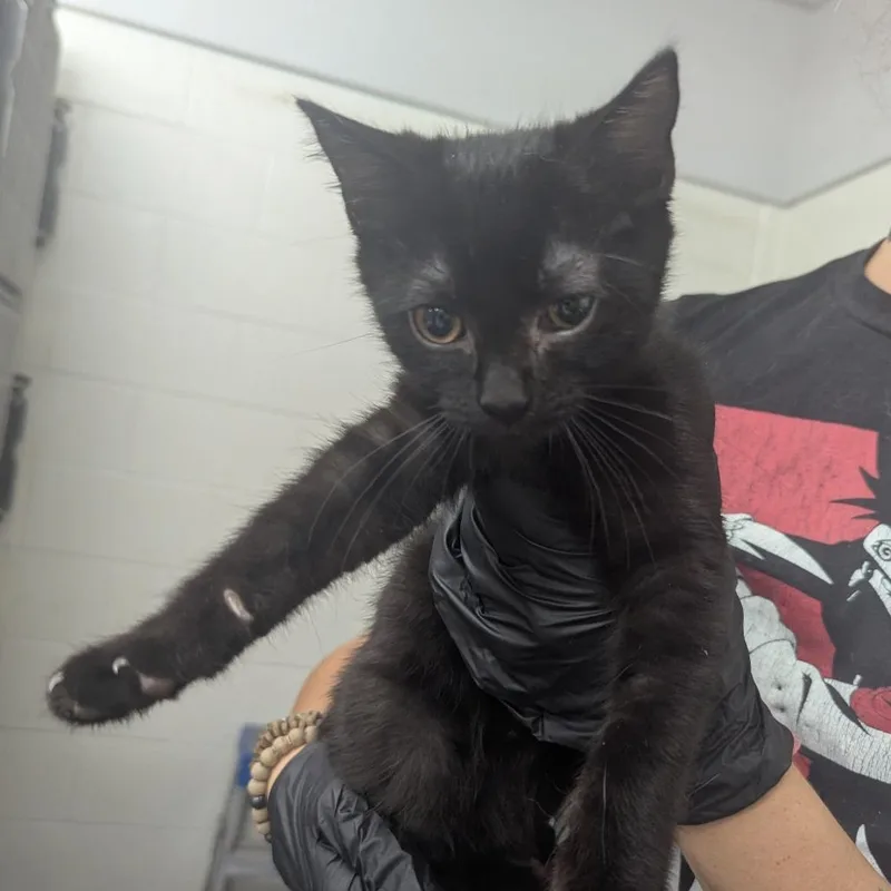 A baby small-sized male Black Domestic Short Hair cat named Banjee for adoption in Evansville, IN