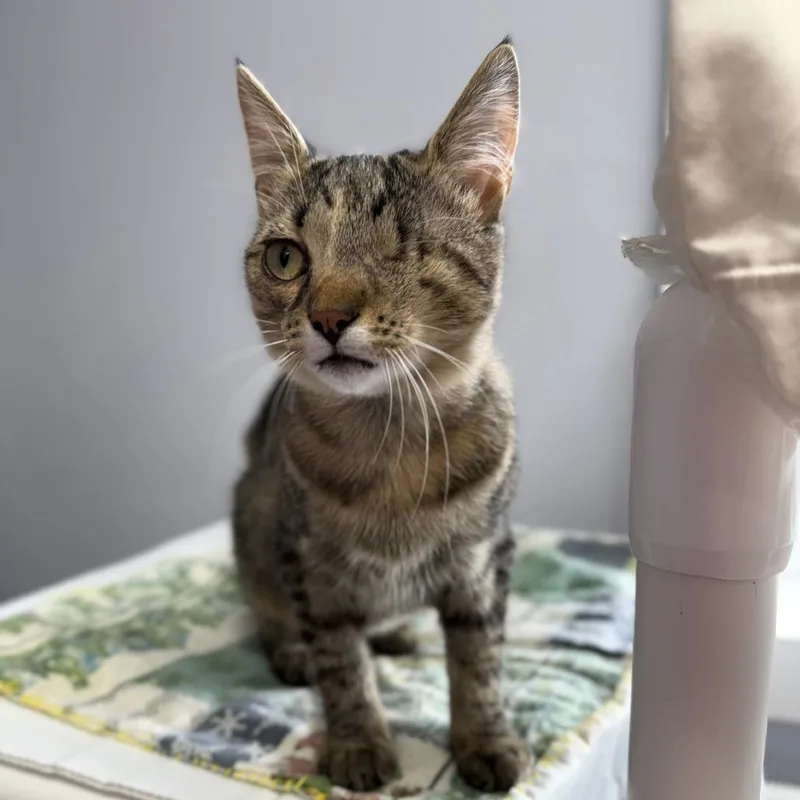 A young small-sized female Brown / Chocolate Domestic Short Hair cat named Sweetie for adoption in Archbold , OH