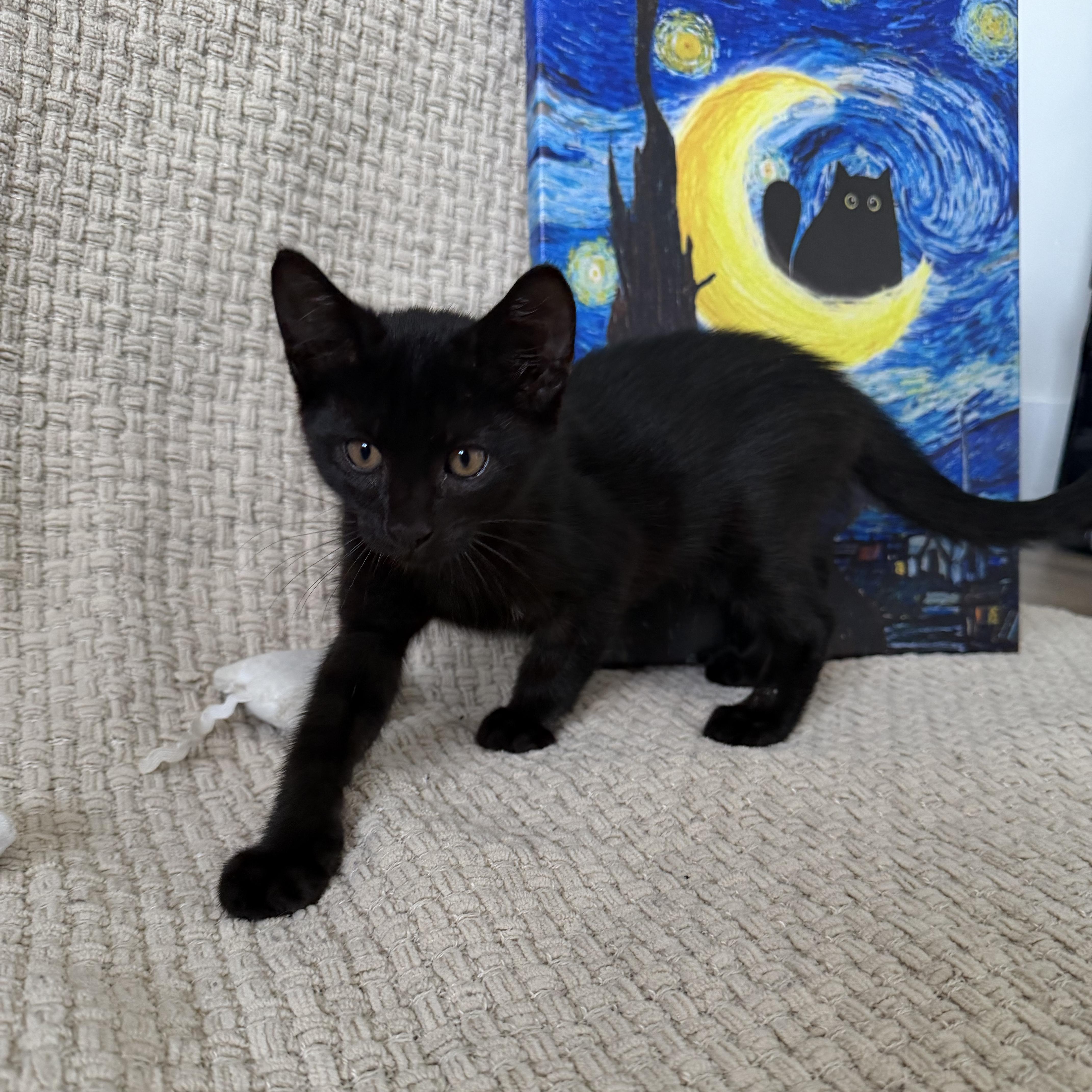 Binx thumbnail 2