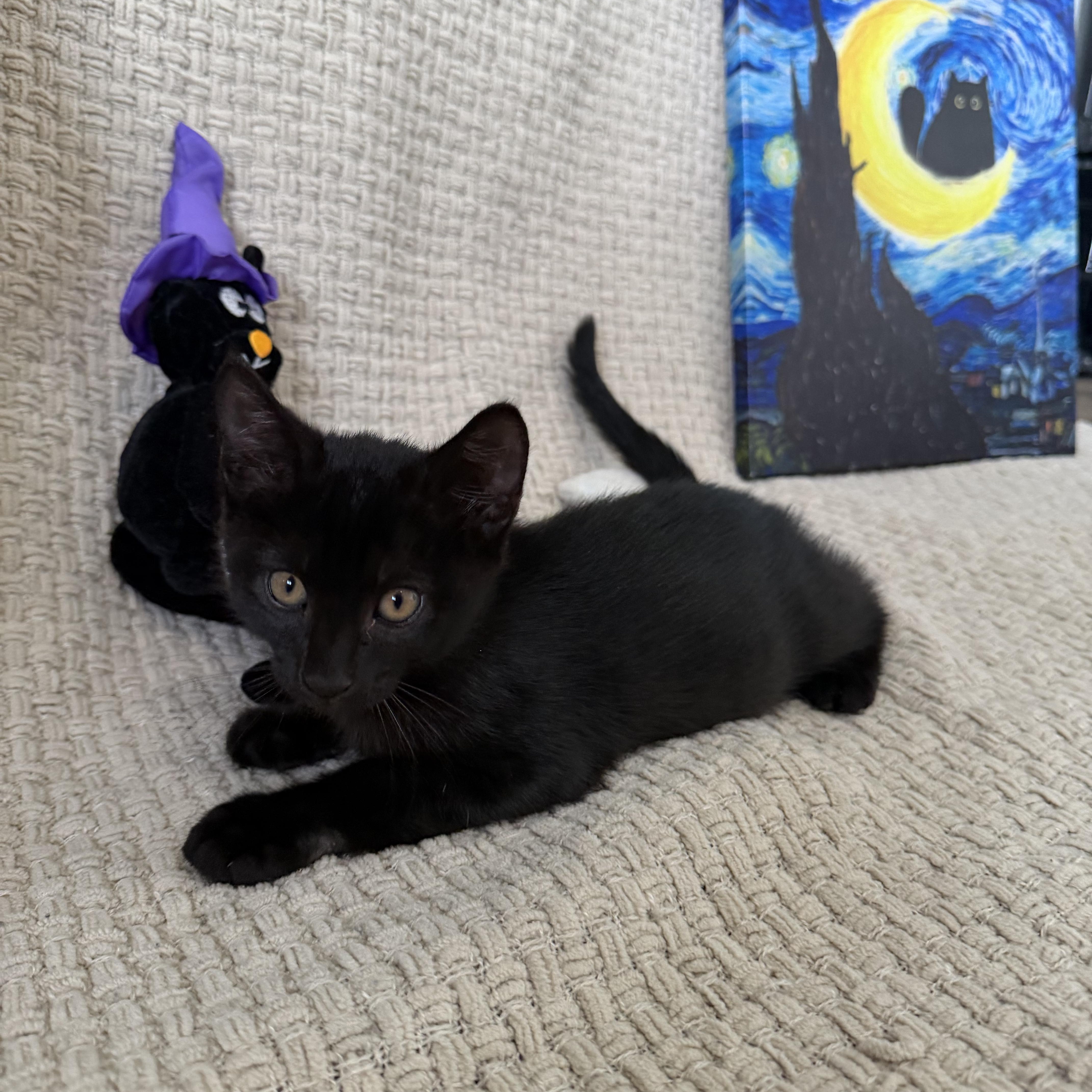 Binx thumbnail 3