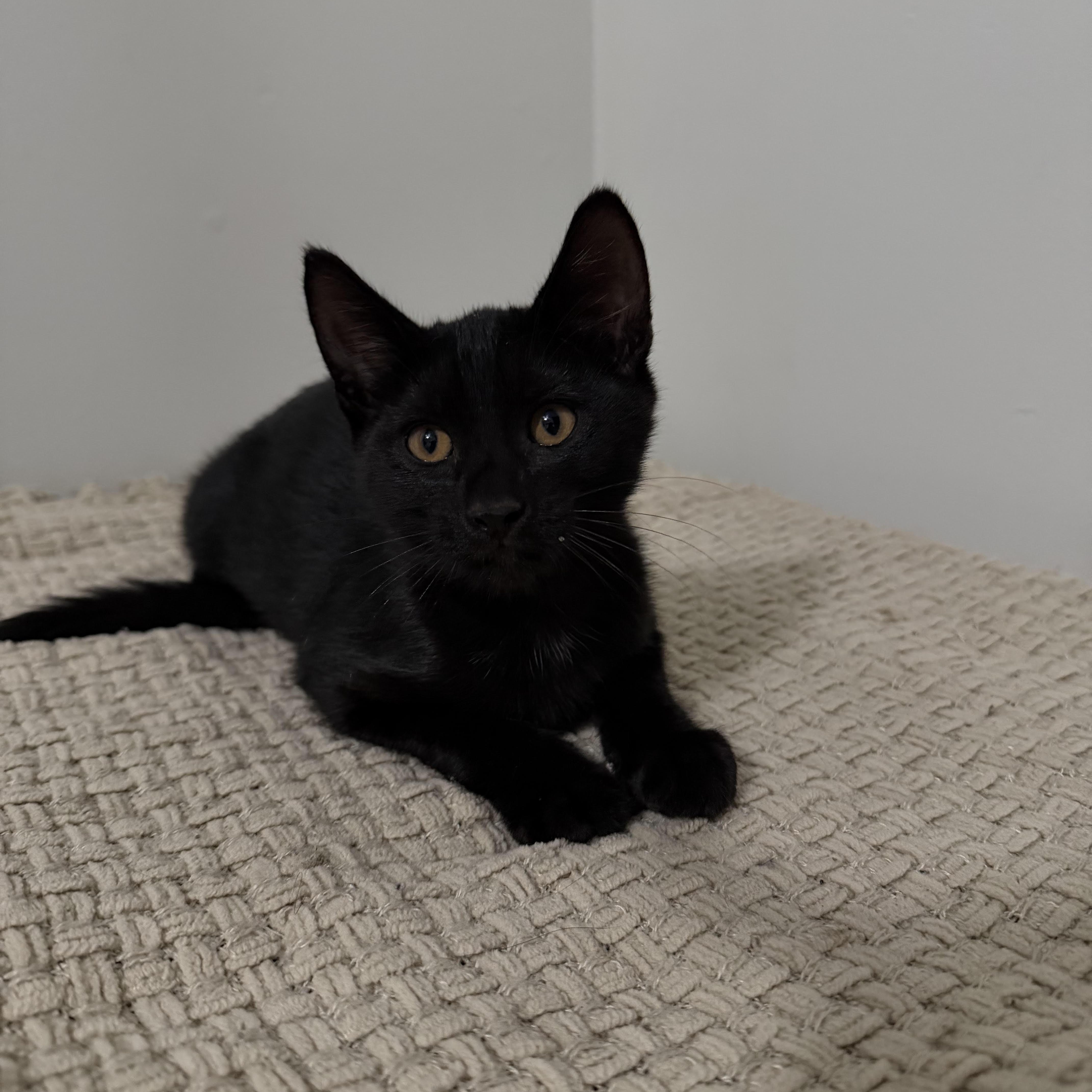 Binx thumbnail 4