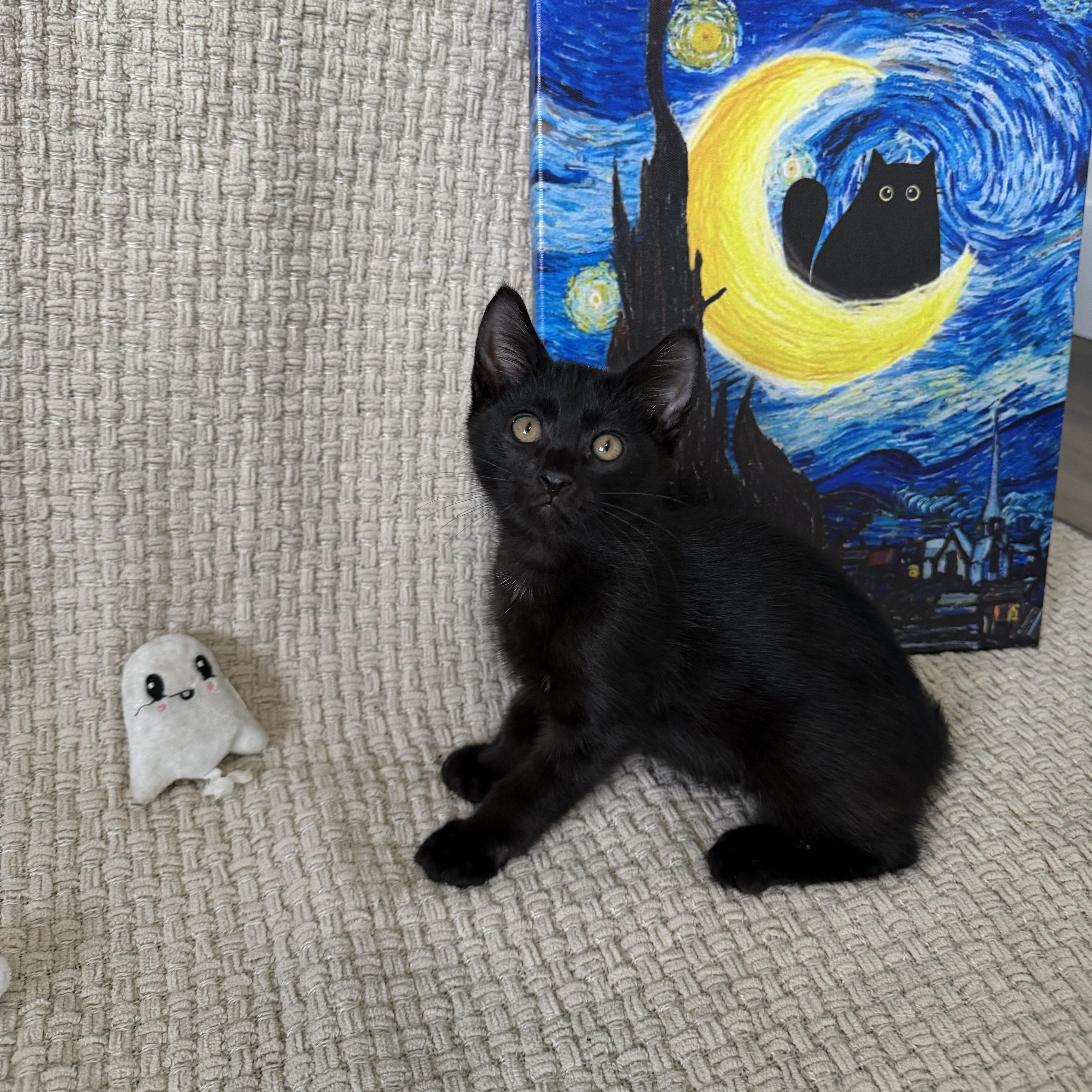 Binx thumbnail 5