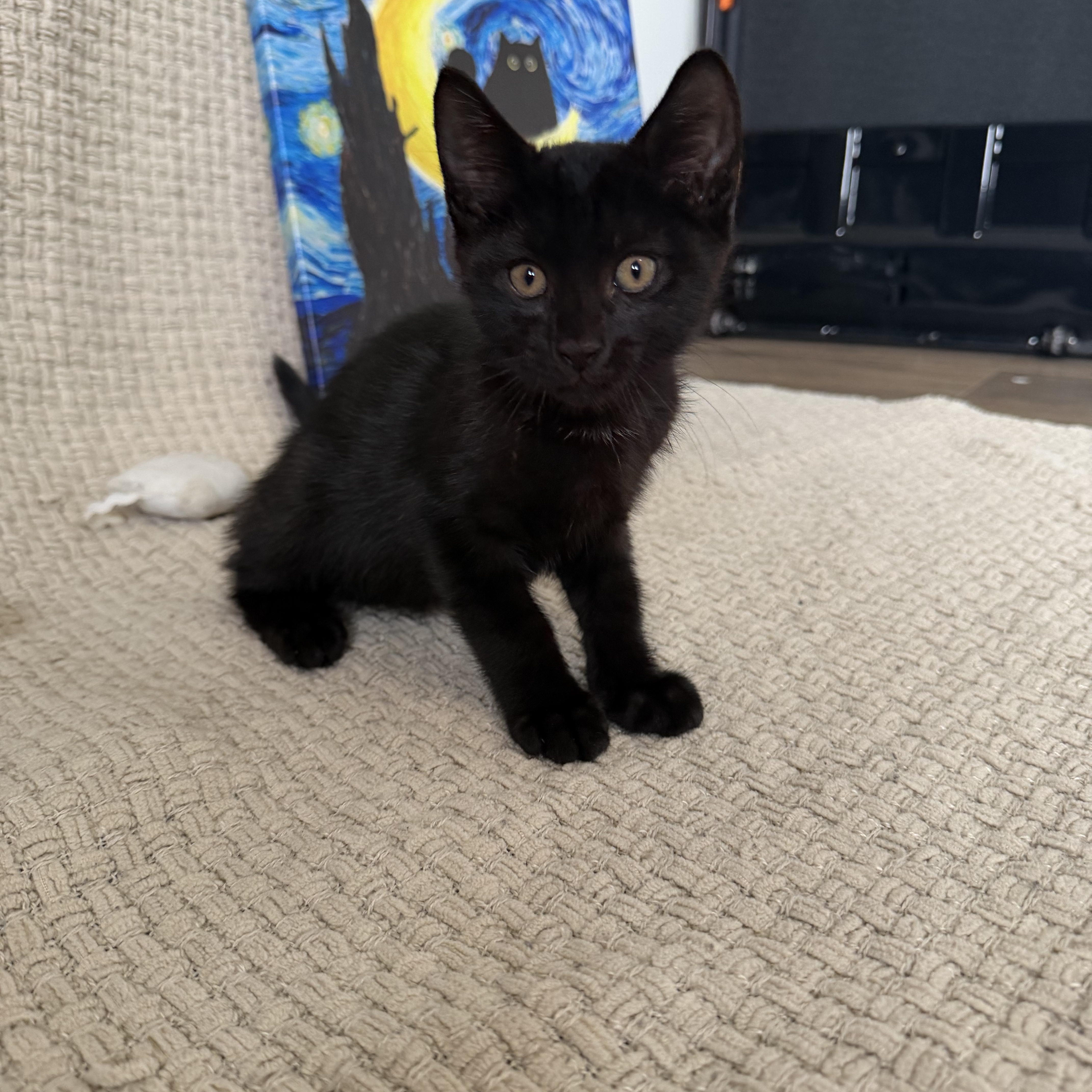 Binx thumbnail 6