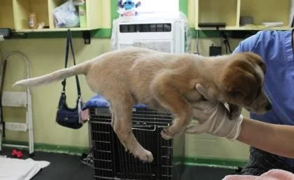 A baby medium-sized female Cattle Dog dog named Bean for adoption in Picayune, MS