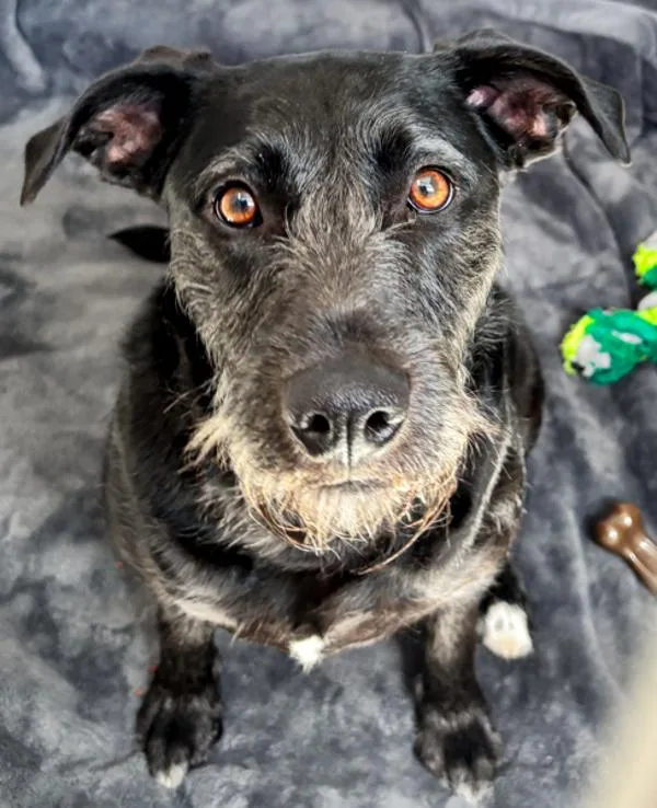 An adult medium-sized female German Wirehaired Pointer dog named Buttercup for adoption in Des Moines, IA