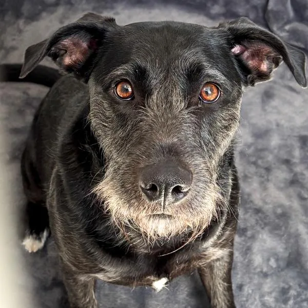 Buttercup thumbnail 2