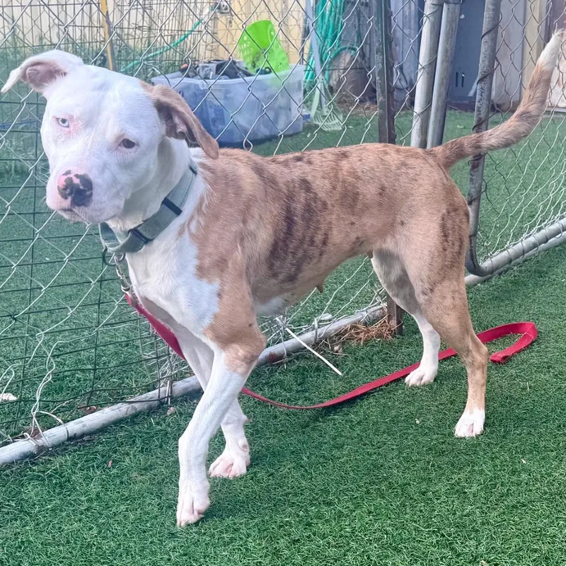A young medium-sized female Brindle Mixed Breed dog named Sable for adoption in Bennettsville, SC