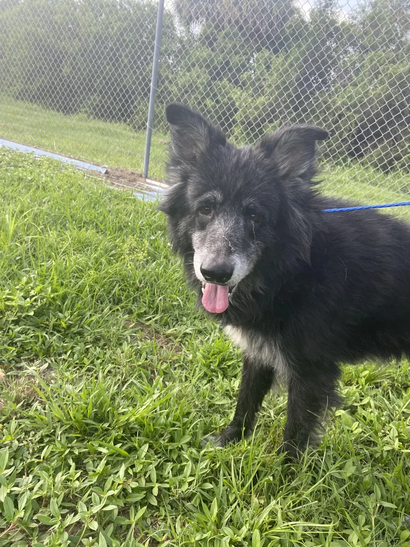 A senior medium-sized female Border Collie dog named Pam for adoption in Bradenton, FL