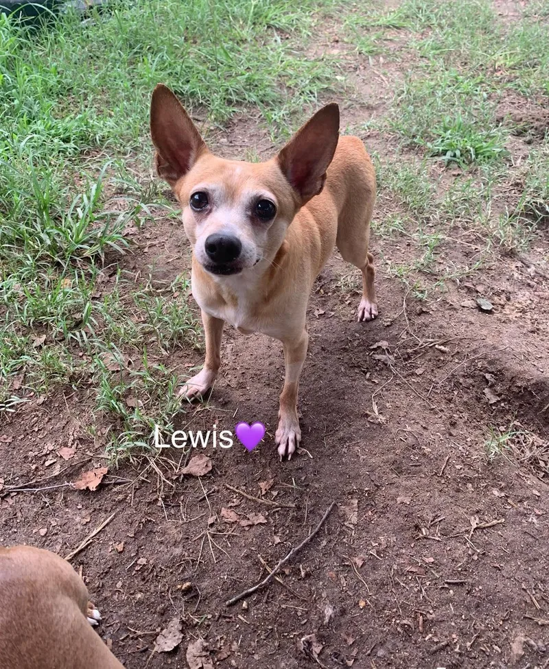 Lewis [bonded To Steve] thumbnail 5