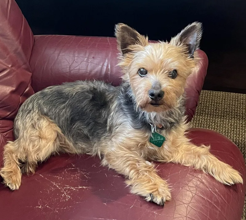 A senior small-sized male Yorkshire Terrier dog named Oliver for adoption in Oxford, MI