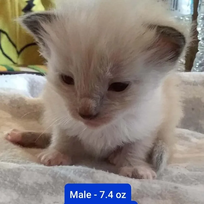 A baby small-sized male White Domestic Short Hair cat named Cotton for adoption in Brevard, NC
