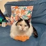 A senior large-sized female Orange / Red Domestic Short Hair cat named Darla for adoption in Chicago, IL