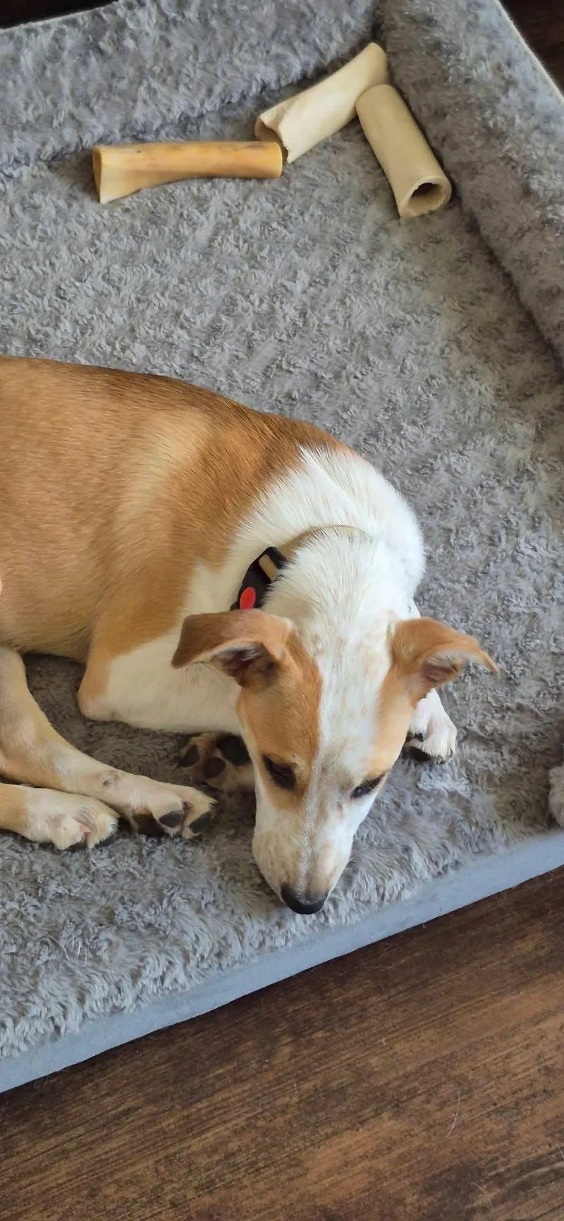 A baby large-sized female Terrier dog named Salley for adoption in New London, WI