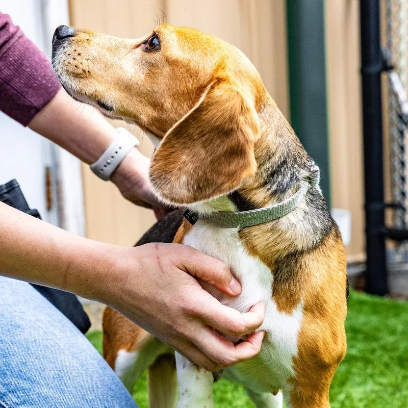 An adult small-sized female Brown / Chocolate Beagle dog named Bagel for adoption in Naperville, IL