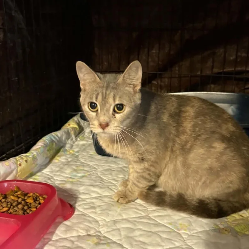 A young small-sized female Tortoiseshell Domestic Short Hair cat named Pumpkin for adoption in Stephenville, TX