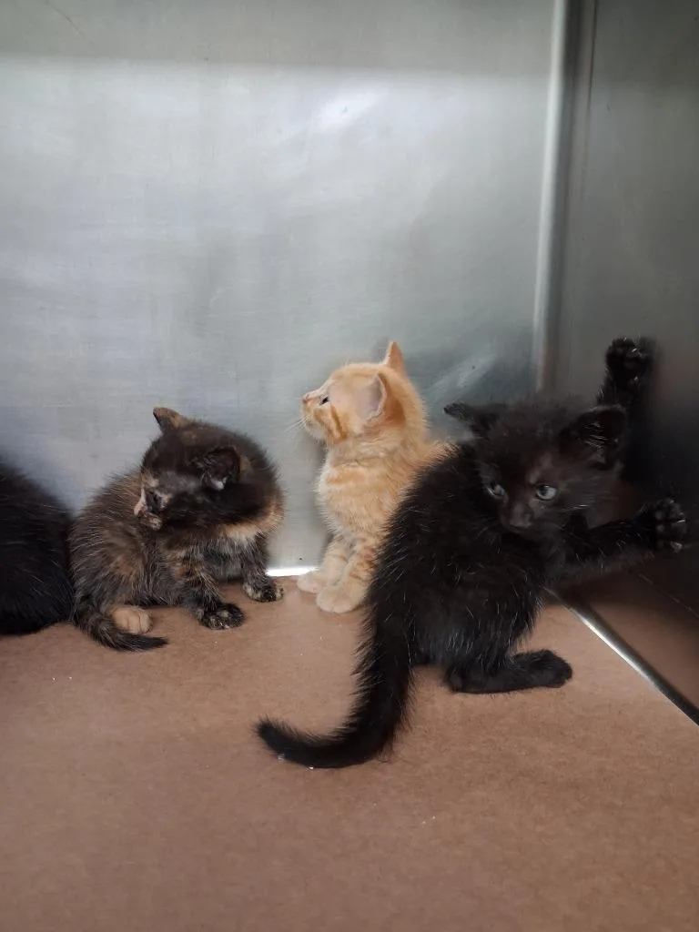 A baby large-sized male Domestic Short Hair cat named Willow for adoption in Cartersville , GA