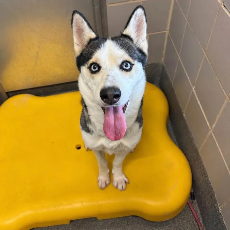 An adult medium-sized female Husky dog named Mia for adoption in Pittsburgh, PA