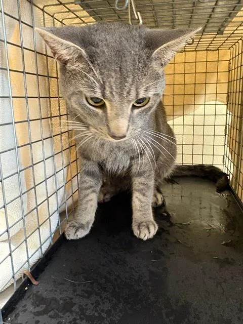 A young medium-sized male Domestic Short Hair cat named Ziggy for adoption in Fort Myers, FL