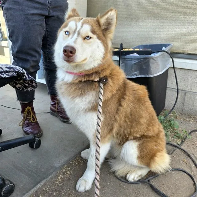 A young large-sized female Siberian Husky dog named Anastasia for adoption in Long Beach, CA