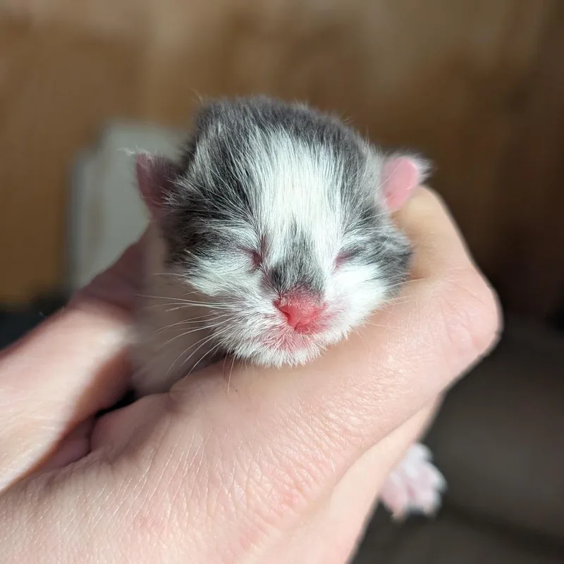 A baby small-sized male White Domestic Short Hair cat named Poppy for adoption in Wilmington, DE