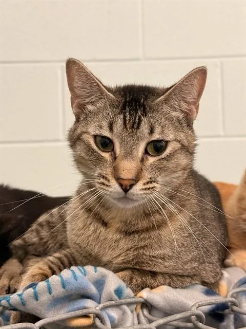 An adult medium-sized female Domestic Short Hair cat named Missy for adoption in Corpus Christi, TX