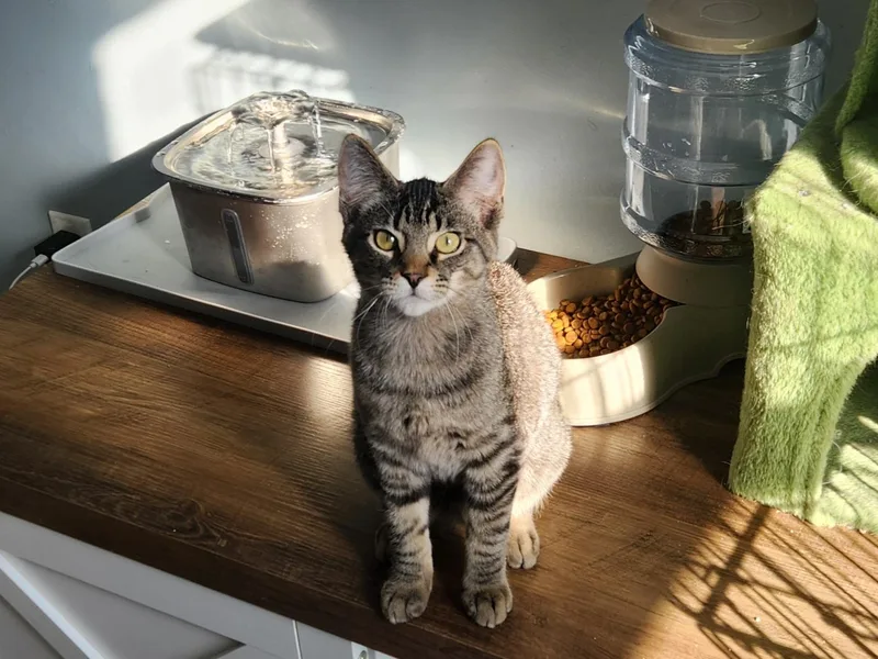 Jimi Hendrix  Bonded thumbnail 2