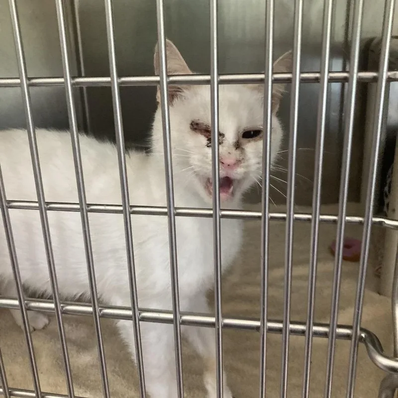 An adult medium-sized female Cream / Ivory Domestic Short Hair cat named Anastasia for adoption in Attica, NY