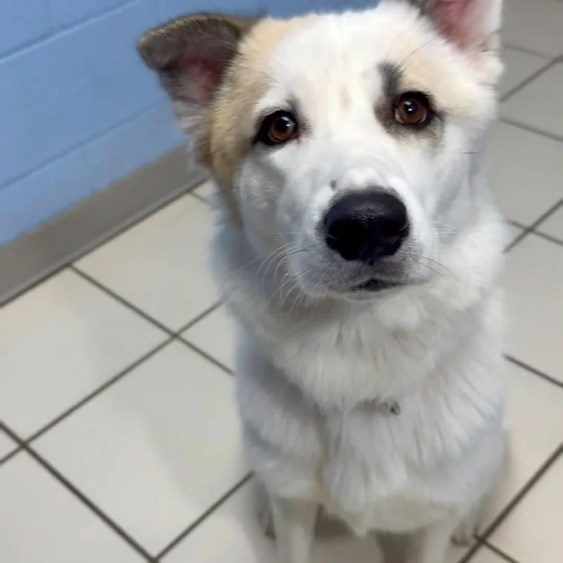 A young medium-sized female White / Cream Mixed Breed dog named Muka for adoption in Washington Township, OH