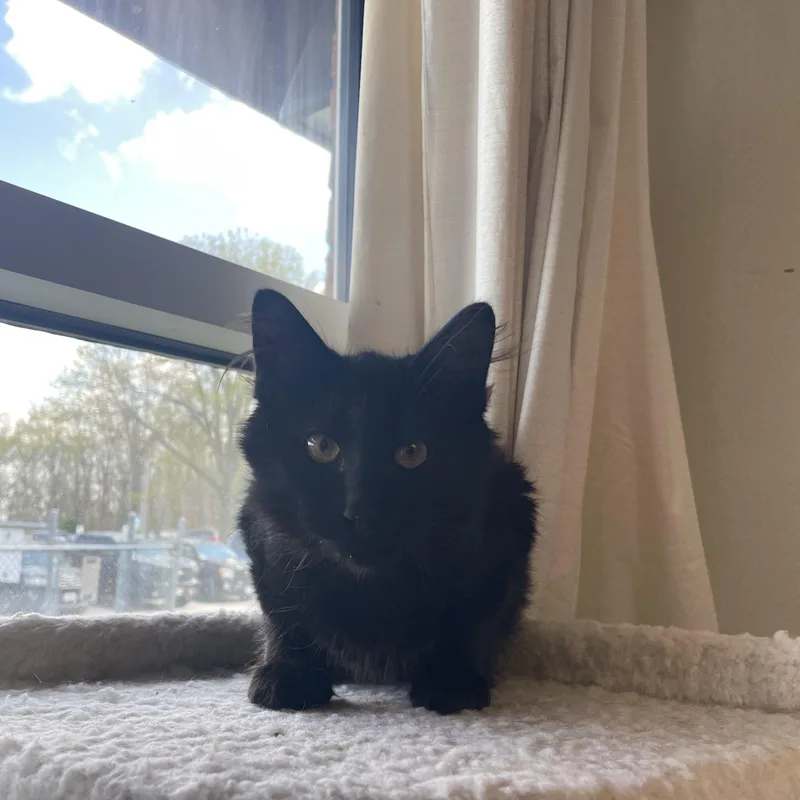 A baby medium-sized male Domestic Medium Hair cat named Dr Pepper for adoption in Gladstone, MO