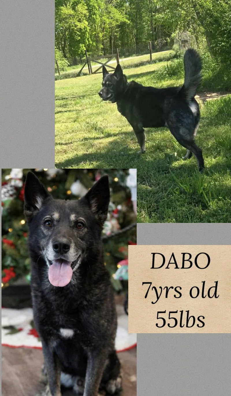 An adult large-sized male Shepherd dog named Dabo for adoption in Holbrook, NY