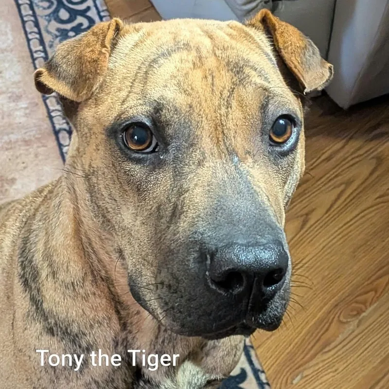An adult medium-sized male Shar-Pei dog named TONY THE TIGER for adoption in Cameron, NC