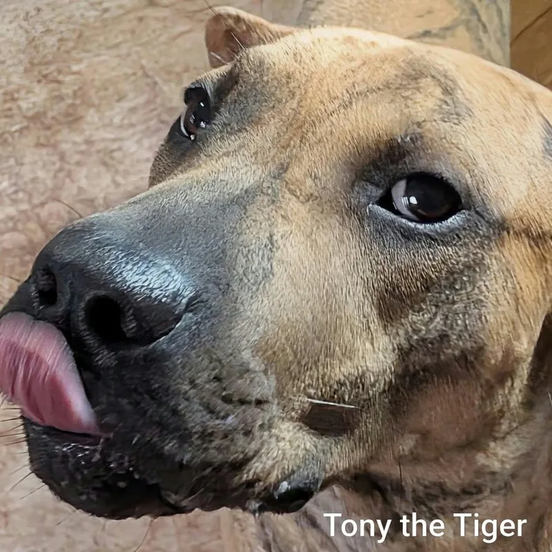 TONY THE TIGER  thumbnail 5