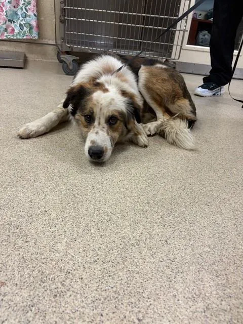 An adult large-sized male Australian Shepherd dog named Rufus for adoption in Riverside, CA