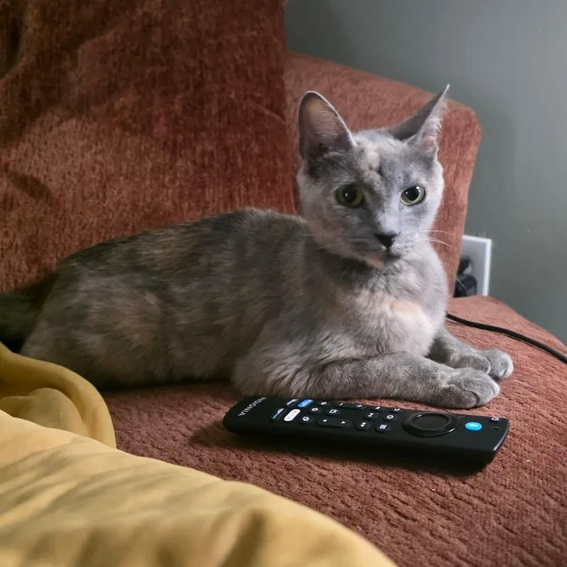 An adult medium-sized female Dilute Calico Domestic Short Hair cat named Annie for adoption in Aberdeen, NC